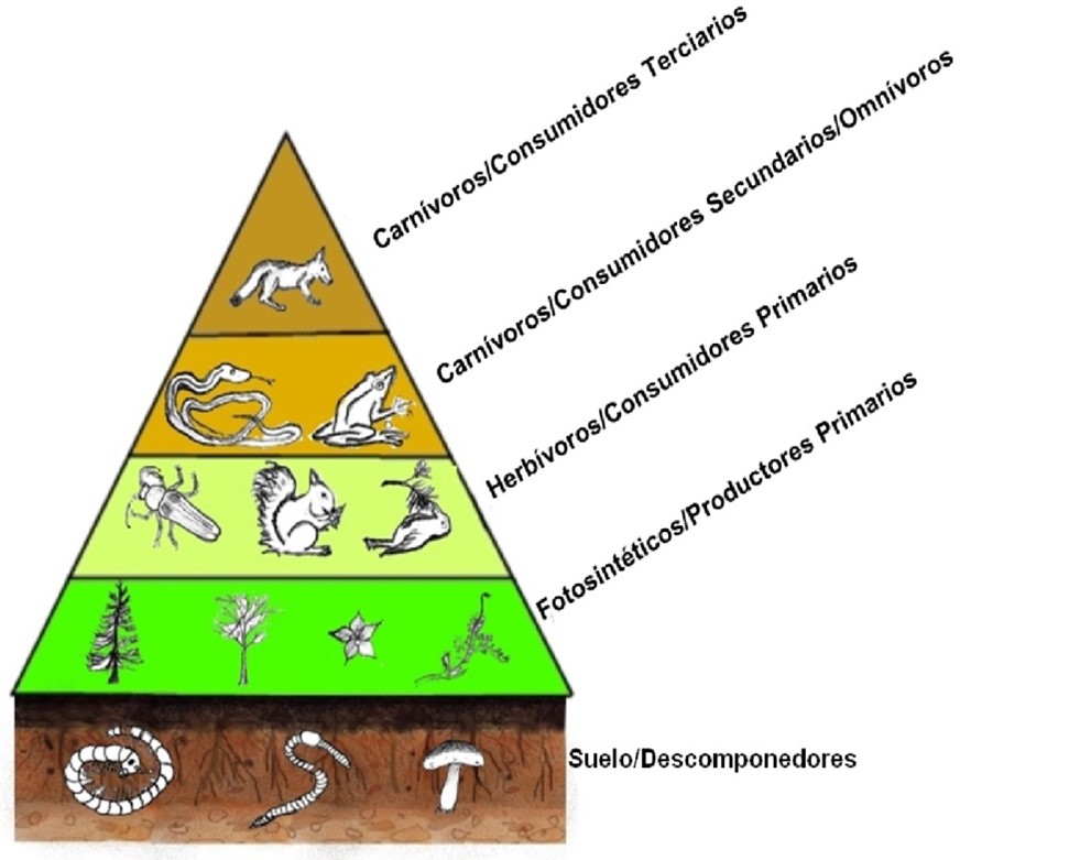 Ecosistemas. Cadenas tróficas, redes tróficas. Ejemplos