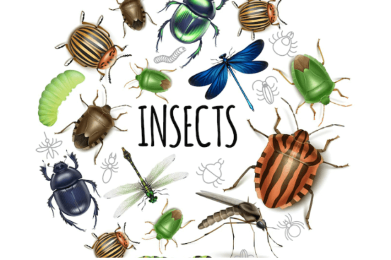 clasificación de los insectos