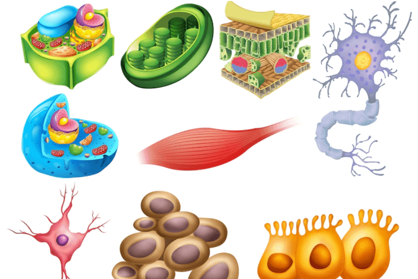 Ponderaciones de biología