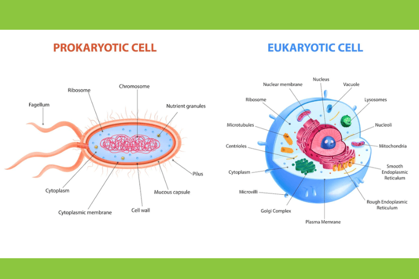  Clasificación de las células. Procariotas y eucariotas