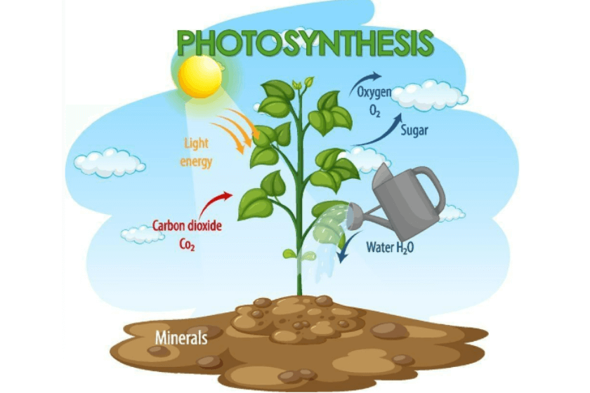 fotosíntesis y respiración celular